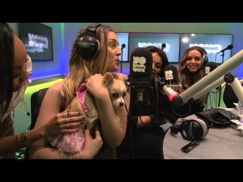 Little Mix Requests.... a puppy.