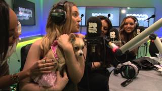 Little Mix Requests.... a puppy.