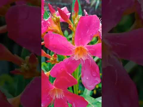 beautiful flowers #flowers #shortonyoutube #shoets