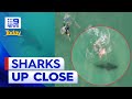 Drone captures sharks lurking off Bondi Beach metres from swimmers | 9 News Australia