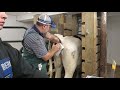 OPU demonstration on a heifer