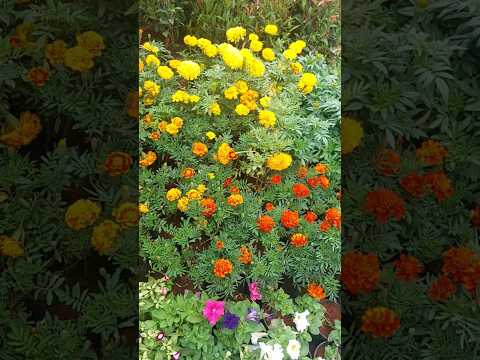 #naturelovers #gardening #flowers #shortsfeed