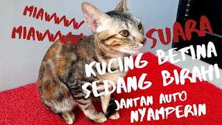 Download lagu DIA BIRAHI !! SUARA KUCING BETINA BIRAHI , JANTANNYA AUTO NYAMPERIN!! mp3 Download lagu DIA BIRAHI !! SUARA KUCING BETINA BIRAHI , JANTANNYA AUTO NYAMPERIN!! mp3