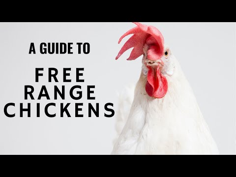 Start your Free range Chicken farm easily