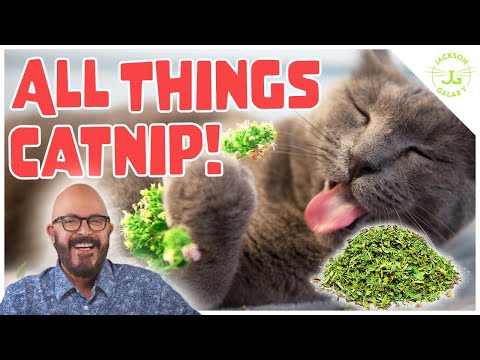Catnip Considered: Is it Right for Your Cat?