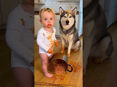Bebê e Husky cobertos de macarrão se culpam no final 😱👉 #Bagunça #MaternidadeReal #VidaComPets