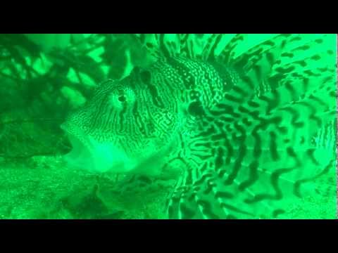 東伊豆 川奈 200906b