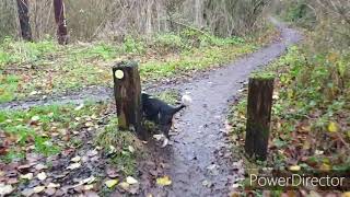With Charlie at Lightmoor & Little Dawley Woods & Pools, Telford 27.11.19