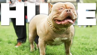 World's biggest XL Bully Show!
