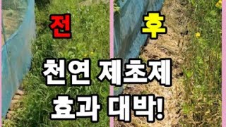 천연제초제 이거 뿌리면 안죽는 풀이 없습니다! #천연농약 #농약 #천연제초제