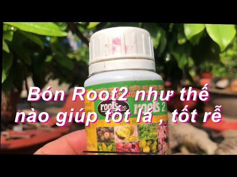 Bón phân ROOT2 cho cây mai để phát triển tốt lá , tốt rễ trong mùa mưa // 28-3 âl