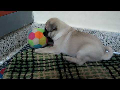 Anish 30th Jan 2010 - 1