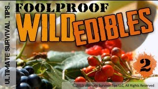 NEW! Foolproof Wild Edible Plants #2 - Easily ID Common Wild Plants that You Can Eat