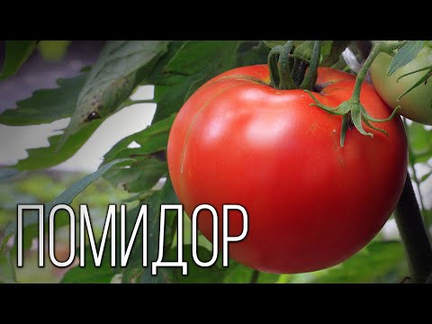 , title : 'Помидор: Сеньор из Южной Америки | Интересные факты про томаты'