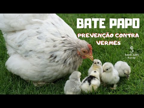 , title : 'REMÉDIO DE VERMES para galinhas caipiras'