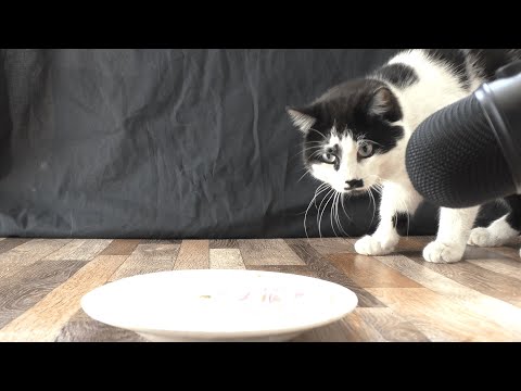 Cat eating sour cream asmr | Animal asmr 288