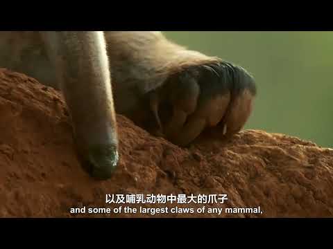 Natural World Nature's Misfits  自然界的奇葩