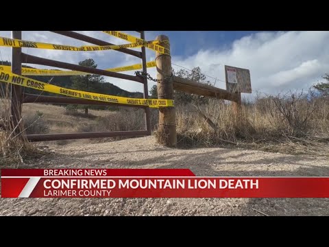 Woman identified in deadly mountain lion attack