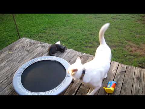 Moses vs Luna: The Battle Continues:  *** RAW FOOTAGE***