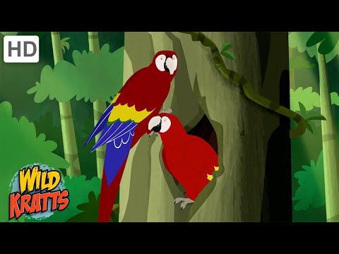 The Scarlet Macaw | One of the World's Largest Parrots | Wild Kratts
