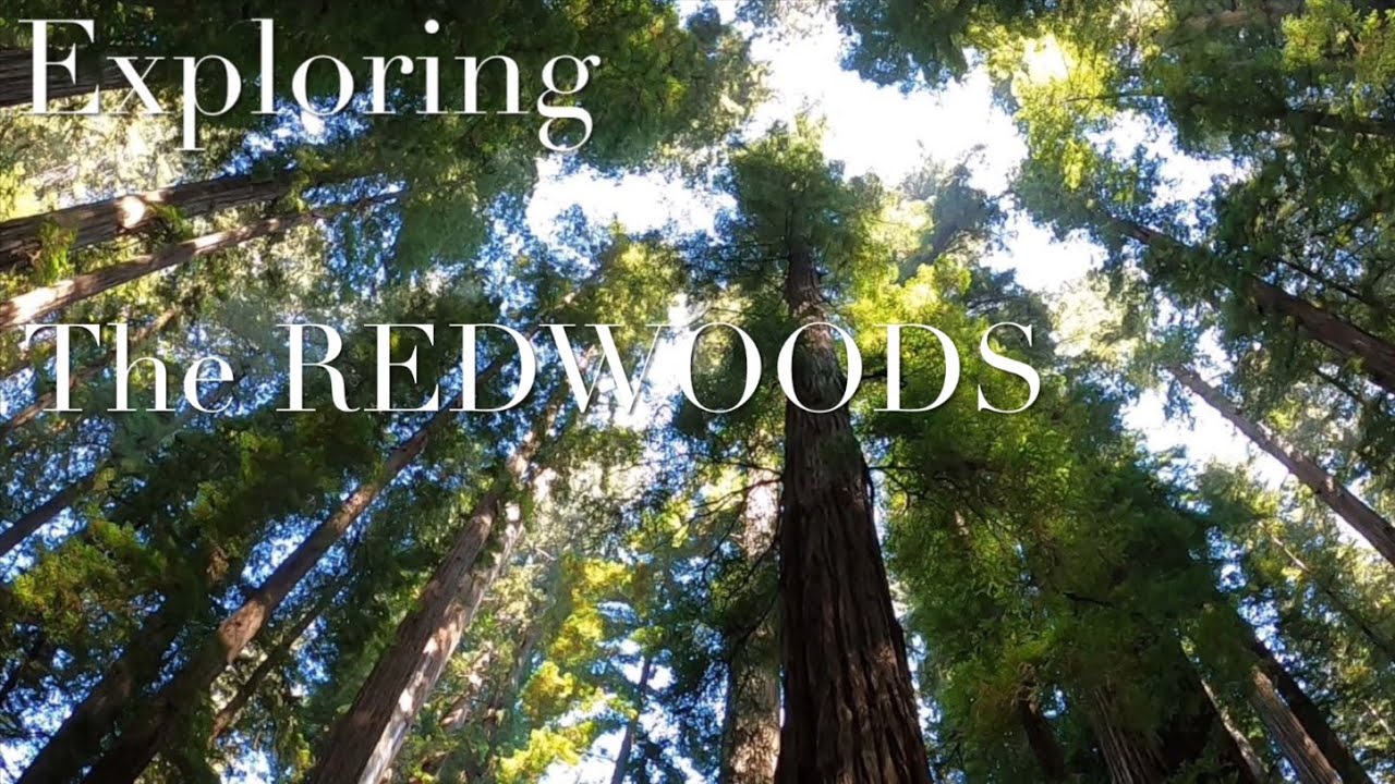 A Beautiful Walk through the Redwood Forest in Northern California
