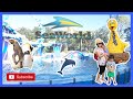 SeaWorld Orlando Sesame Street Ride In 2020 Dolphin And Penguin Show 奥兰多芝麻街海豚企鹅�