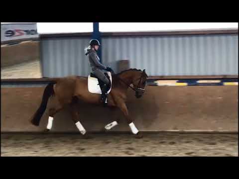 4-jährige Stute von Don Frederic - Natiello