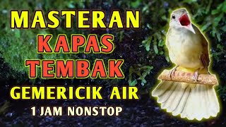 Download lagu Masteran Suara Burung Kapas Tembak Gacor Dengan Suara Gemericik Air | TANPA IKLAN mp3 Download lagu Masteran Suara Burung Kapas Tembak Gacor Dengan Suara Gemericik Air | TANPA IKLAN mp3