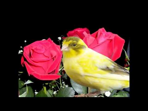 ALİ TOPRAK - MUHAMMEDİN GÜLLERİ (TÖVBEKAR ŞARKICI)