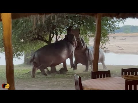 2 Angry Hippos Battle Outside a Restaurant