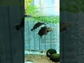 Tortoise Tank #fish #aquarium#tortoise#shorts#tank#aquarium#plantedtank #swimforthedream