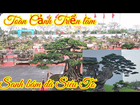 Những Tác phẩm Sanh bám đá Siêu đẹp và toàn cảnh TL Ninh Bình