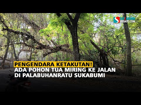Pengendara Ketakutan! Ada Pohon Tua Miring ke Jalan di Palabuhanratu Sukabumi