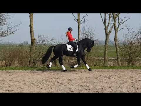 Stal Okkema's Thijs Alke x Onne star stallion 2014