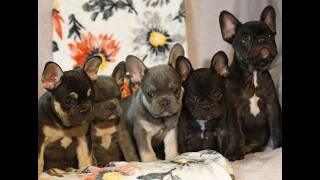 Video preview image #1 French Bulldog Puppy For Sale in GAP, PA, USA