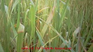 Counterfeit Humans - Jesus Parable of The Wheat and Tares