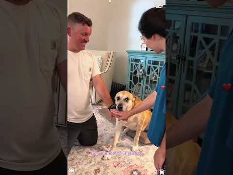 Dog “hands ln ” challenge #dog #pets #love