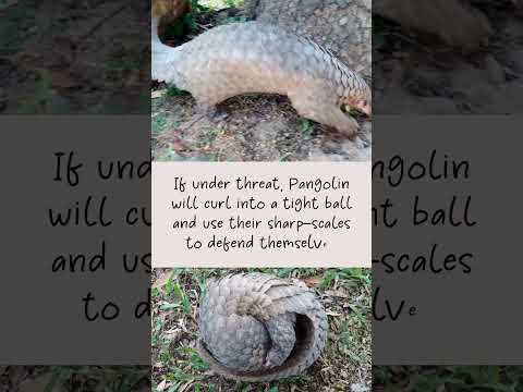 ❤ Pangolin ❤   #shorts