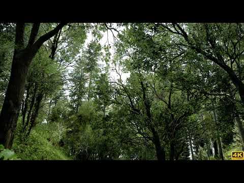 4K KCD photorealistic in forest graphics mod by game hancer