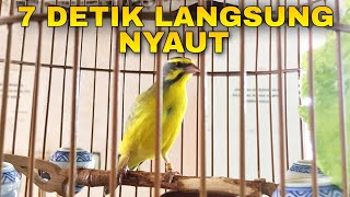 Download lagu Suara PANCINGAN Burung MOZAMBIK AGAR LANGSUNG GACOR mp3 Download lagu Suara PANCINGAN Burung MOZAMBIK AGAR LANGSUNG GACOR mp3