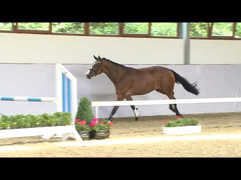 Lot 30 Quidama - Brightwells Elite Addington Sale 20th August 2016