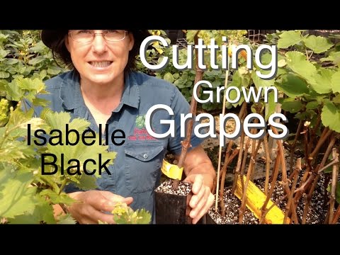 Cutting Grown Grape Vines - Isebella Black (Vitus vinifera)