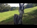 Alabama Sheep - Our Guardian Llama