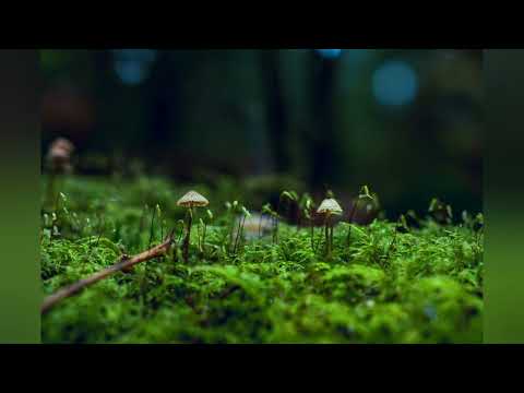 MrBull  》 Shouse - Won't Forget You ( Club Mix )