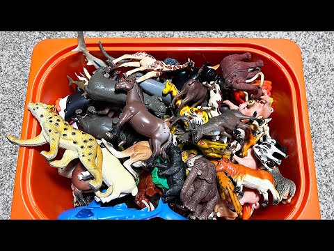 Box of Wild Animals, Sea Animals, African Animals, Wild Cats, Shark, Spiders, Insects
