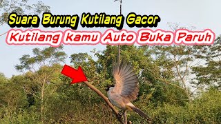 Download lagu Burung Liar Berkumpul, Suara burung KUTILANG GACOR Memanggil Lawan BL auto kumpul mp3