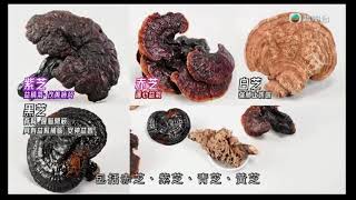 靈芝 | 健康必殺食