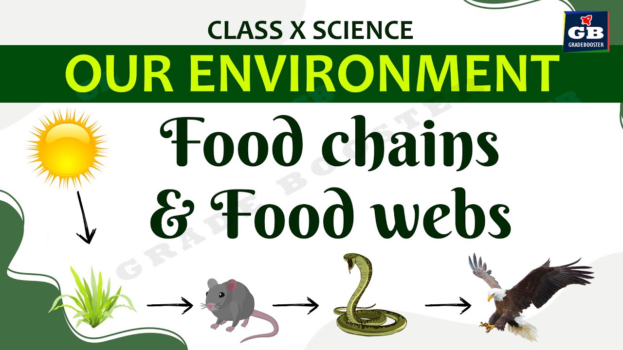 Our Environment Part-2 | CBSE Class 10 Science (Biology) Explanation | Food chains & Food Web |NCERT
