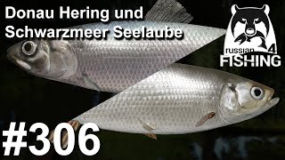 Donau Hering und Schwarzmeer Seelaube Fluss Donez | Russian Fishing 4 #306 | Deutsch | UwF