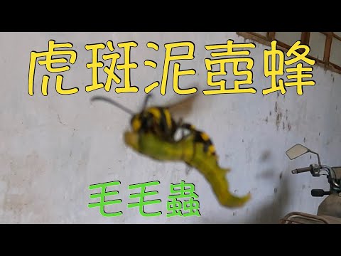 泥壺蜂風水